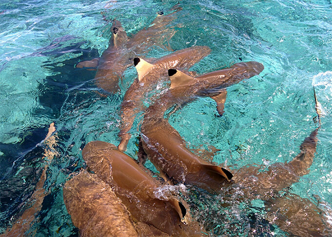 Swimming with the sharks - Bora Bora, French Polynesia | www.viktoriastable.com