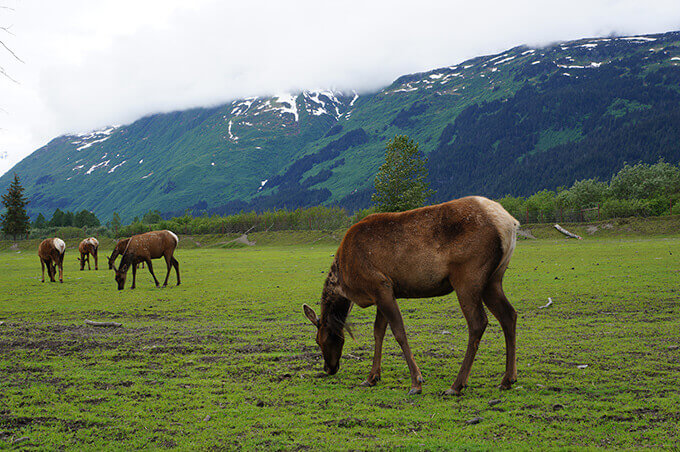 Into the wild Alaska - Alaska Wildlife Conservation Center, Girdwood, AK | www.viktoriastable.com