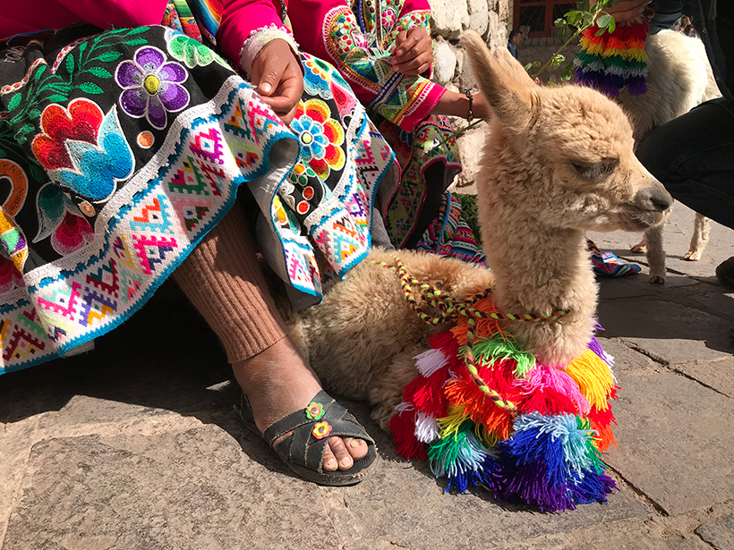Baby alpaca on the streets of Cusco