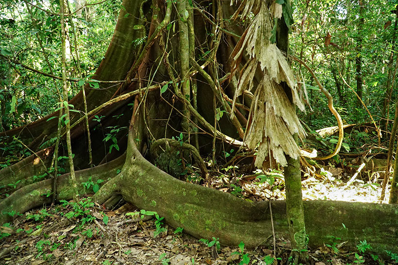 Amazon jungle, Tambopata National Reserve | www.viktoriastable.com
