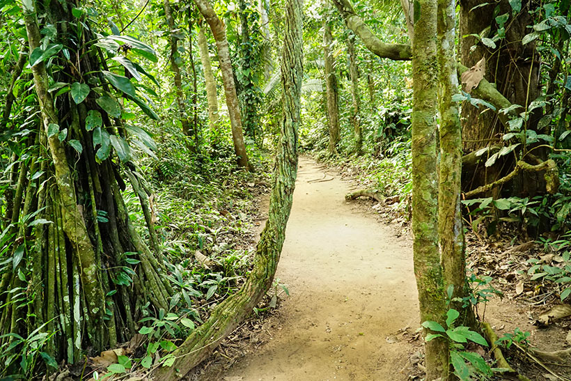 Amazon jungle, Tambopata National Reserve | www.viktoriastable.com