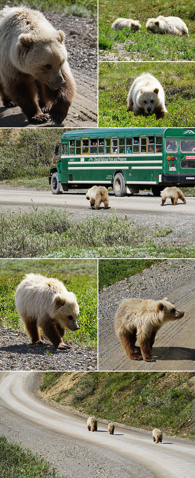 Into the wild Alaska - Grizzly bears at Denali National Park, Alaska | www.viktoriastable.com