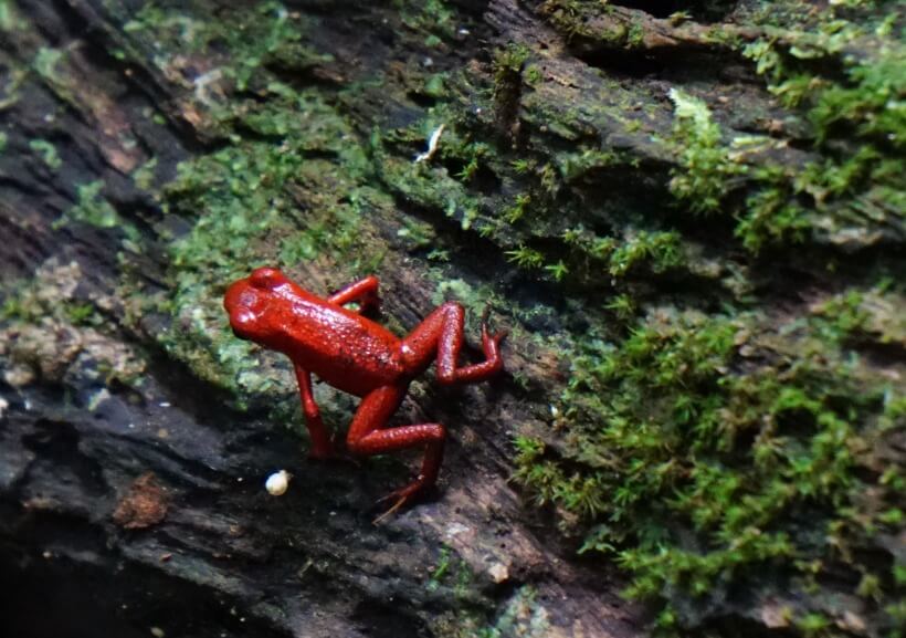 tiny red frog at Gandoca-Manzanillo National Wildlife Refuge