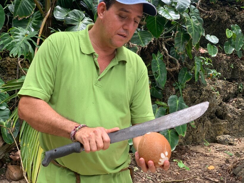 Skinning a coconut