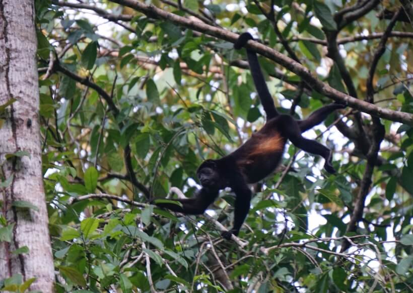 Howler monkey at Gandoca-Manzanillo National Wildlife Refuge