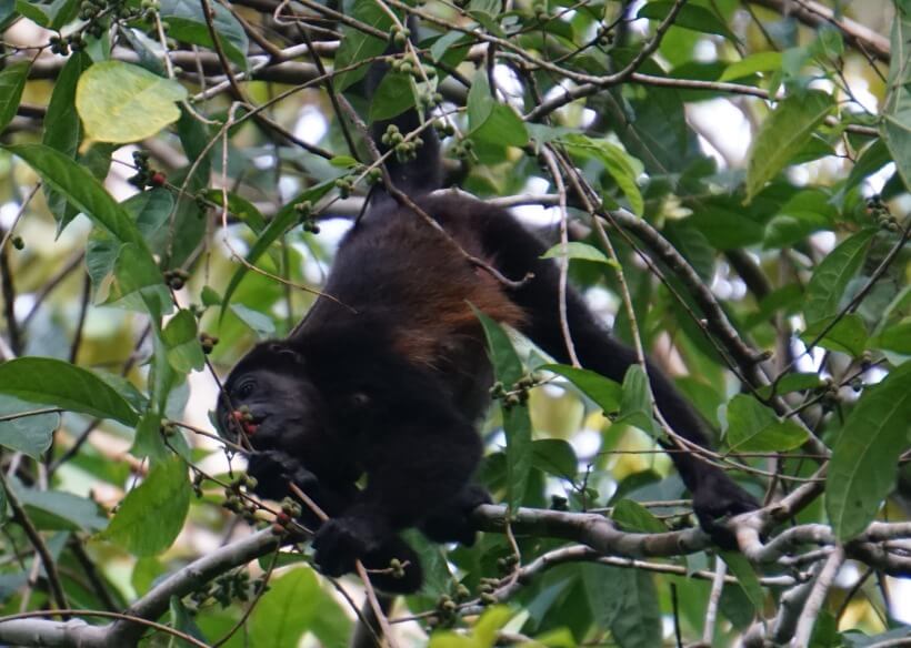 Howler monkey at Gandoca-Manzanillo National Wildlife Refuge
