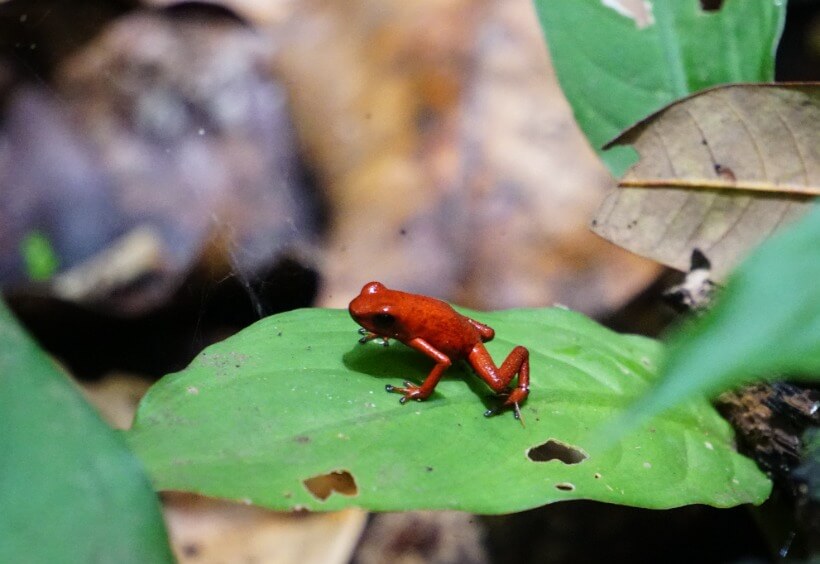 Tiny red frog at  Gandoca-Manzanillo National Wildlife Refuge