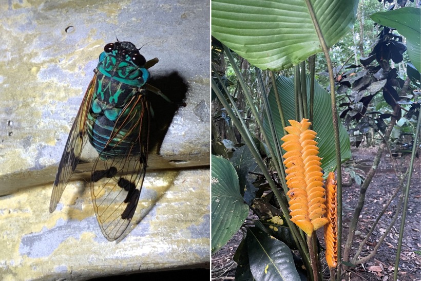 flora and fauna at Gandoca-Manzanillo wildlife refuge