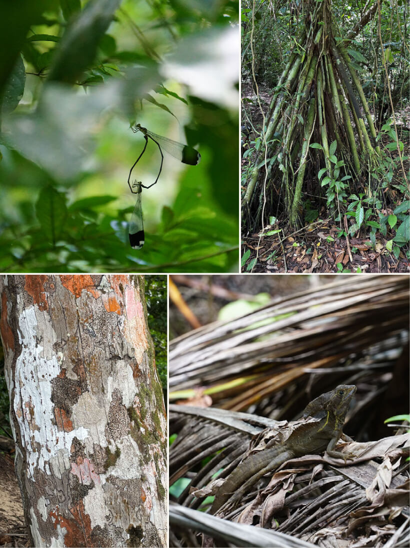 Flora and fauna at Gandoca-Manzanillo National Wildlife Refuge