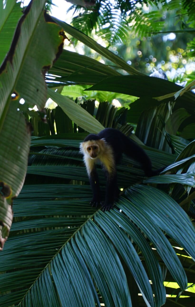 Cahuita park - white face monkey